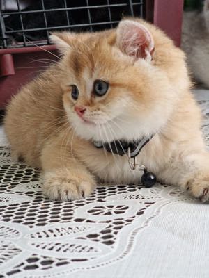  wünderschönen BKH-Katze Baby Katze Golden schaded