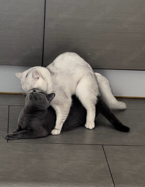 Erfahrener BKH Deckkater Bild 2