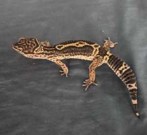 Leopardgecko Black Night 