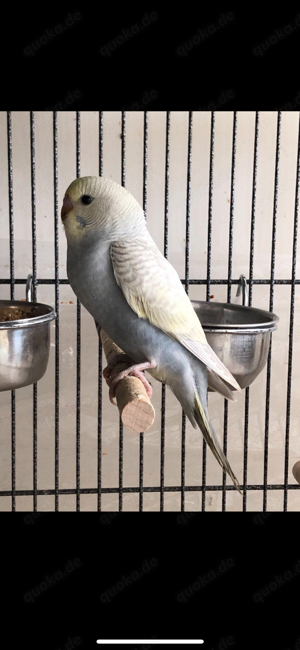 Wellensittich Rainbow Nestjung Handzahm Bild 9