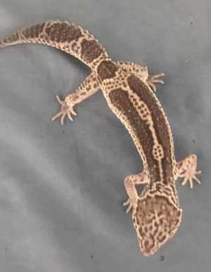 Leopardgecko Weibchen Black Night Mack Snow mix 0. 1 aus eigener Zucht