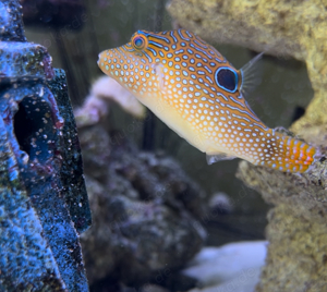 Augenfleck Spitzkopf Kugelfisch - Canthigaster solandri