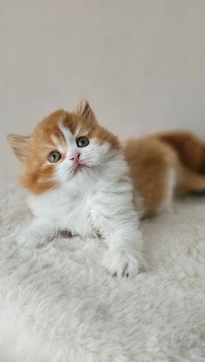 Wunderschöne reinrassige BKH  BLH Kitten mit Stammbaum Bild 8