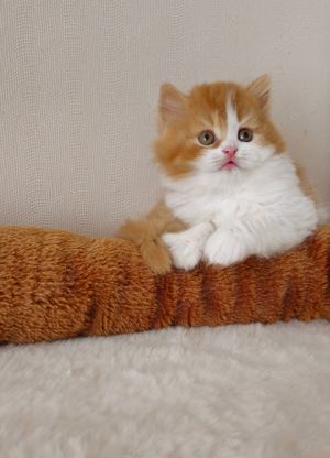 Wunderschöne reinrassige BKH  BLH Kitten mit Stammbaum Bild 1