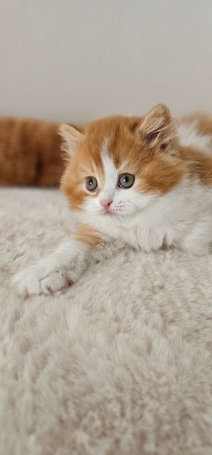 Wunderschöne reinrassige BKH  BLH Kitten mit Stammbaum Bild 6