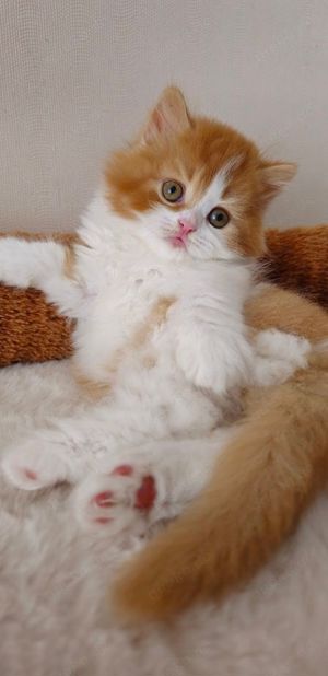 Wunderschöne reinrassige BKH  BLH Kitten mit Stammbaum Bild 10