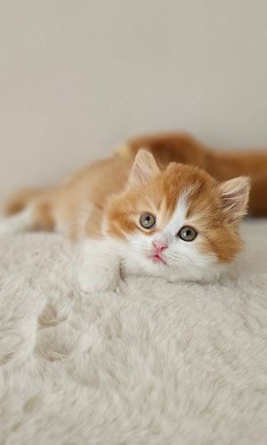 Wunderschöne reinrassige BKH  BLH Kitten mit Stammbaum Bild 9