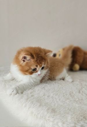 Wunderschöne reinrassige BKH  BLH Kitten mit Stammbaum Bild 7