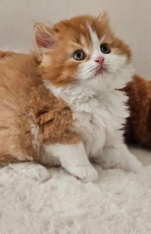Wunderschöne reinrassige BKH  BLH Kitten mit Stammbaum Bild 4