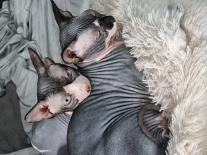 2 Sphynx katzen 