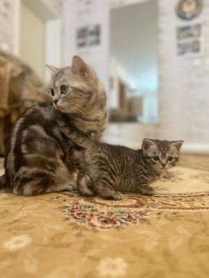 Wunderschöne BKH Kitten in Whiskas-Look, letztes Mädchen, mit Stammbaum Bild 8