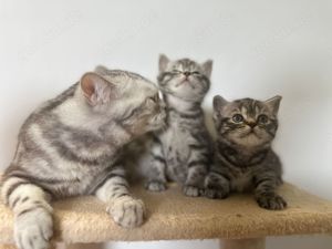 Wunderschöne BKH Kitten in Whiskas-Look, letztes Mädchen, mit Stammbaum Bild 7