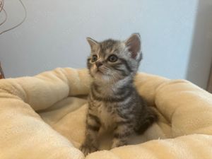 Wunderschöne BKH Kitten in Whiskas-Look, letztes Mädchen, mit Stammbaum Bild 2