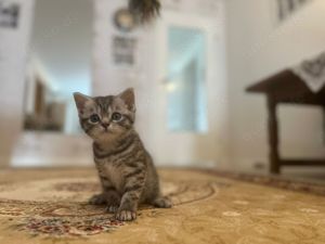 Wunderschöne BKH Kitten in Whiskas-Look, letztes Mädchen, mit Stammbaum Bild 1