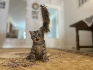 Wunderschöne BKH Kitten in Whiskas-Look, letztes Mädchen, mit Stammbaum Bild 4