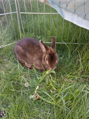 Zwei Kaninchen suchen ein neues zu Hause. Bild 3