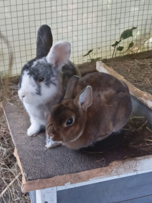 Zwei Kaninchen suchen ein neues zu Hause.