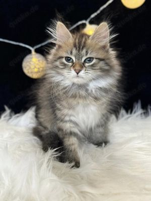 Sibirische Katze mit Pedigree - Agatha  Bild 1