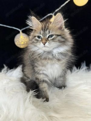 Sibirische Katze mit Pedigree - Agatha  Bild 3
