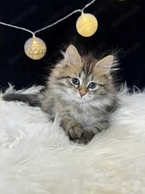 Sibirische Katze mit Pedigree - Agatha  Bild 2