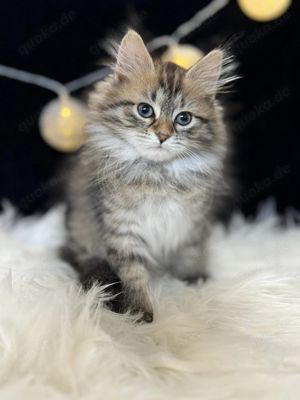 Sibirische Katze mit Pedigree - Agatha  Bild 5
