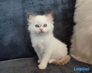 Unsere wunderschönen Ragdoll Kitten suchen eine liebevolle Familie Bild 4