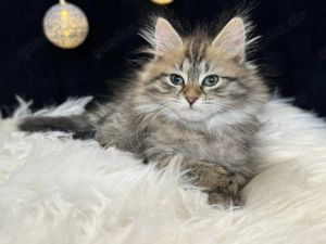 Sibirische Katze mit Pedigree - Agatha  Bild 4