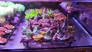 Meerwasser Aquarium Ableger sps lps korallen Bild 1