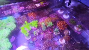 Meerwasser Aquarium Ableger sps lps korallen Bild 3