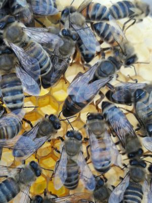 Bienenköniginnen der Rasse Karnika 2024 sind fruchtbar und markiert