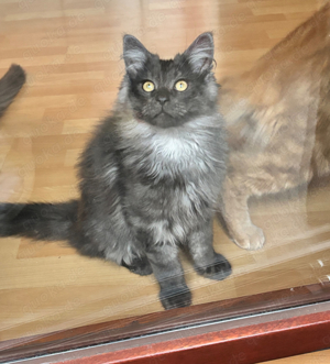 Maine Coon Kater 