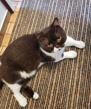 Mika Aktiver Charmebolzen sucht besonderes Zuhause mit Katzenerfahrung