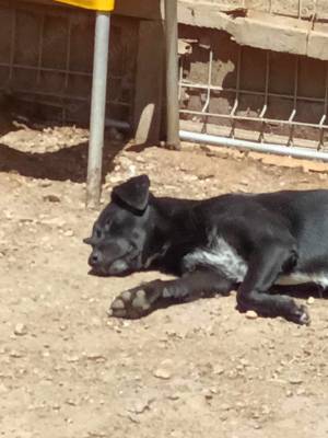 Kimberly: Süße Fellnase sucht liebevolle Menschen Bild 7