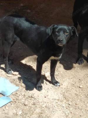 Kimberly: Süße Fellnase sucht liebevolle Menschen Bild 5