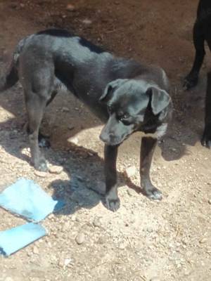 Kimberly: Süße Fellnase sucht liebevolle Menschen Bild 4