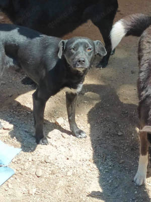 Kimberly: Süße Fellnase sucht liebevolle Menschen Bild 3