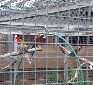 Stanley, Rosella