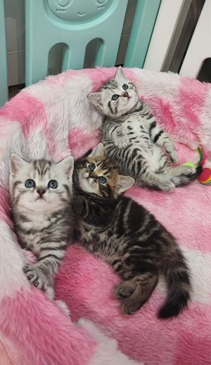 Bkh Kitten reinrassig, Kätzchen, Katzenbabys  Bild 7