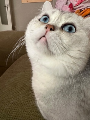 BKH deckkater Bild 4