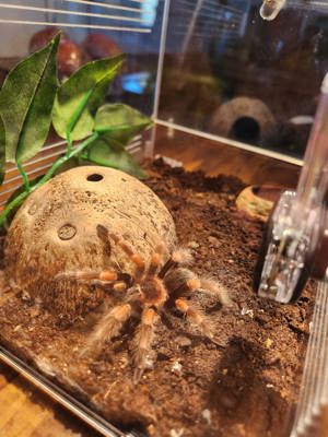 Rotknievogelspinne "Brachypelma Hamorii" Komplett Set Terrarium und Zubehör 