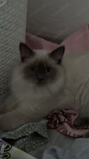 Heilige Brima Ragdoll Mix Kater