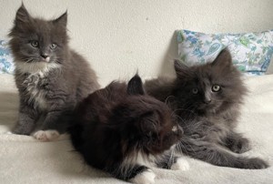 XXL Maine Coon Kitten suchen neues liebevolles Zuhause Bild 2