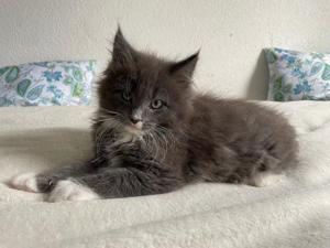XXL Maine Coon Kitten suchen neues liebevolles Zuhause Bild 4