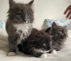 XXL Maine Coon Kitten suchen neues liebevolles Zuhause Bild 8
