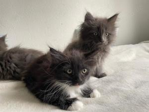 XXL Maine Coon Kitten suchen neues liebevolles Zuhause Bild 9