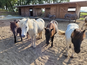 Reitbeteiligung gesucht - Reiterin sucht Pferd