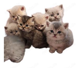 BKH Kitten Wurfankündigung Golden -Juni  Bild 5