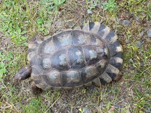 Griechische Breitrandschildkröte-Zuchtweibchen, Testudo marginata, adult, Eierlegend, topfit Bild 1