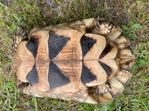 Griechische Breitrandschildkröte-Zuchtweibchen, Testudo marginata, adult, Eierlegend, topfit Bild 6