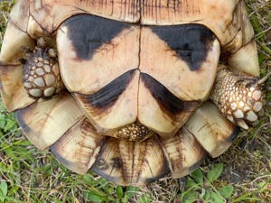 Griechische Breitrandschildkröte-Zuchtweibchen, Testudo marginata, adult, Eierlegend, topfit Bild 7